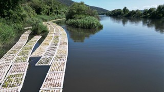 Müsilajla mücadele için 'yüzer bitki adası' formülü