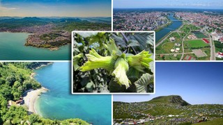 Türkiye'nin en çok fındık üreten Karadeniz ilçesi belli oldu! Zirve ne Ordu'nun ne de Giresun'un
