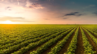 Tarım sigortalarında yeni dönem: Verime göre tazminat ödenecek