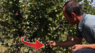 Büyükşehirdeki evlerini kapatıp köylere yerleştiler. Akıllı tarım yapan bile bu kadar kazanmıyor