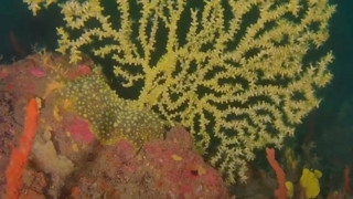 Marmara Denizi yoğun bakımda! Sesini duyan var mı?