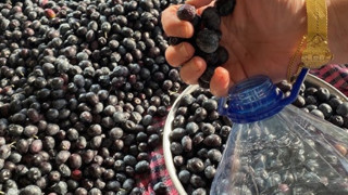 Zeytinin sahte olduğunu anlamanın tek yolu*Artık hiçbir şarküteri hile yapamıyor.