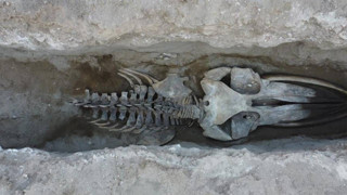 Mersin'de heyecanlandıran keşif: 16 metre uzunluğunda, kafatası ve gövdesi tamamen ortaya çıktı