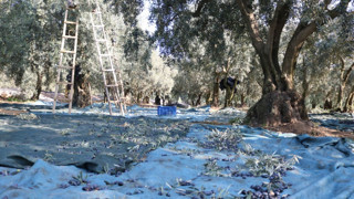 Marmarabirlik, ürün alım fiyatlarını açıkladı