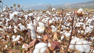 Pamukta yeni denge: Yüksek arz, yavaş talep