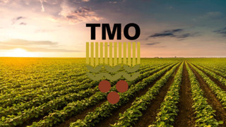TMO stoklarındaki 53 bin ton mısırı 11 bin 800 liradan satışa çıkarıyor