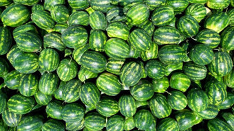 Coğrafi tescil işaretli Osmaneli karpuzunda hasat başladı