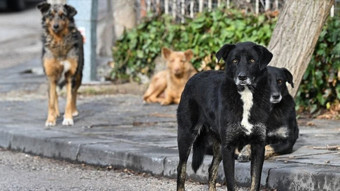 Dr. Akkaya: Kuduz hastalığı yüzde 91 oranında köpeklerden bulaşmakta