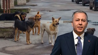 Bakan Yerlikaya'dan başıboş köpek açıklaması: Belediyeler 2 ayda bir denetlenecek