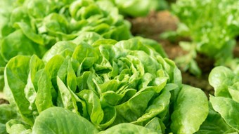Tarladan tezgaha marul fiyatlarında uçurum! Üreticide 5, markette 30 TL