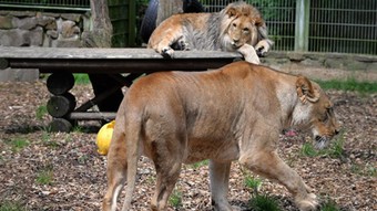 Antalya'da aslan paniği! Hayvan parkından kaçtı, bir kişiyi yaraladı