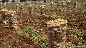 Türkiye'ye gelen 2 bin ton patates virüslü çıktı
