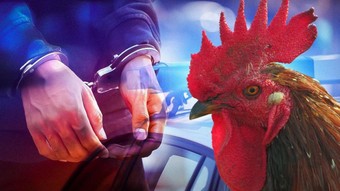 İstanbul’da horoz dövüşü baskını: 21 kişiye ceza yağdı