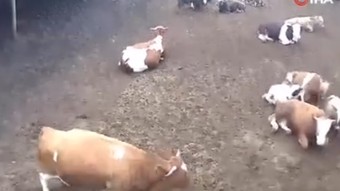 Amasya'da ineklerin depreme yakalandığı anlar kamerada!