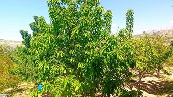 Malatya'da zirai donun yarattığı hasara rağmen kiraz yaprağı umutları yeşertti