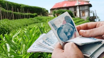 Üreticiye zam: 2025 yılı yaş çay alım fiyatı belli oldu