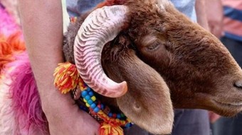 Satılmayan kurbanlıkları Et ve Süt Kurumu alacak
