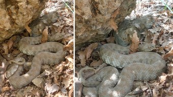 Tek ısırıkta öldürüyor! Türkiye’nin en tehlikeli yılanı görüntülendi