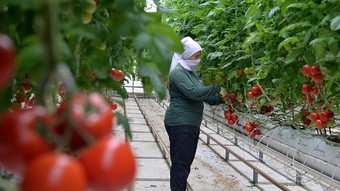 “Türkiye’nin jeotermal sera alanı 15 kat büyüyebilir”