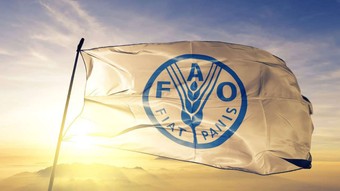 FAO: Her yıl 600 milyon kişi gıda kaynaklı hastalıklarla savaşıyor