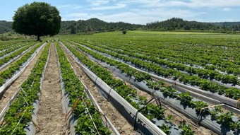 Tarım ve kırsal kalkınma hibeleriyle 70,3 milyon Euroluk yatırım gerçekleştirildi