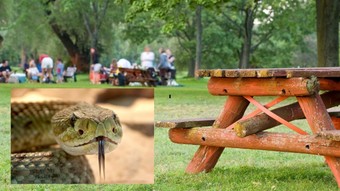 Piknik kabusa döndü! Yaylada yılan paniği bayramı zehir etti
