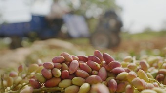 Tiryaki Agro, fıstık tesisinin kapasitesini iki katından fazla artırıyor