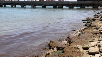 Tekirdağ'da sahil kırmızı yosunla kaplandı