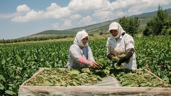 Tütün sektörü 7 yıl sonra ihracatta 1 milyar dolar sınırını aştı
