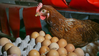 Tavuk yumurtası üretimi yüzde 10 azaldı