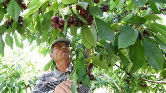 10 bin 320 ton rekolte beklenen "Lapseki devi" yurt dışı yolcusu!