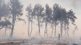 Kaynaktan çıkan kıvılcım ormanı kül etmişti: 1 kişi tutuklandı