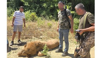 Antalya'da hayvan parkından kaçarak 1 kişiyi yaralayan aslan öldürüldü