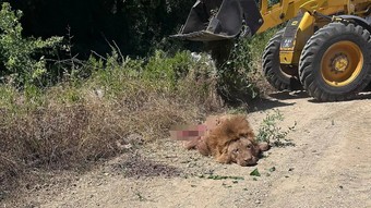 Manavgat'ta bir kişiyi yaralayan aslanın kaçtığı hayvan parkı mühürlendi
