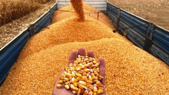 Mısır ithalatında tarife kontenjanı kararı