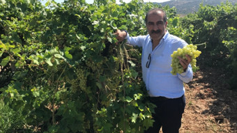 Superior Seedless çeşidi sofralık üzümün ihracat yolculuğu 16 Temmuz’da başladı