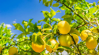 Limonda fiyatı düşürecek hasat başladı! 380 bin ton rekolte bekleniyor
