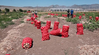 Satamadığı 7,5 ton patates ve soğanı lösemili çocuklar için bağışladı