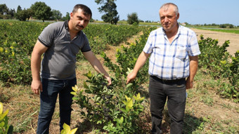 Bafra Ovası süper meyve aronya hasadına hazırlanıyor