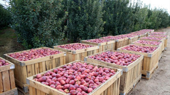 Çiftçinin zirai dona karşı mücadelesi meyvesini verdi: 80 ton rekolte bekliyor