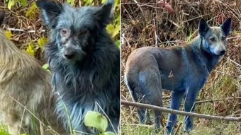Çernobil'de yaşayan köpeklerin rengi maviye döndü