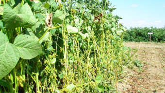 ABD-Çin görüşmelerine damgasını vurdu: Soya fasulyesinin stratejik önemi!