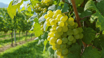 Sarıgöl’de üzüm fiyatları tarihi dip seviyeye geriledi