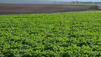 Edirne’de son yağışlar kanola üreticisinin umudu oldu