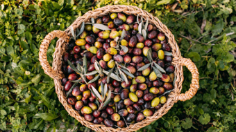 Kazdağları’nda tescilli yeşil çizik zeytin sezonu: Elek mesaisi başladı