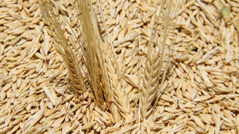 Türkiye'den 121 ülkeye tohum ihracı: Tohumculukta dünya lideri