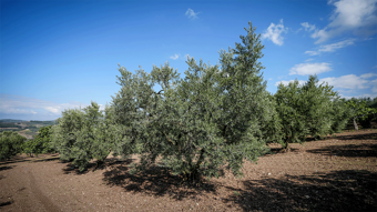 Tarımda su krizi: Verim ve kalite tehlikede