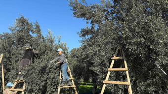Zeytinin başkentinde ezber bozan vizyon: Atık değil, 'altın su'