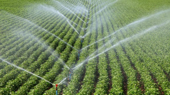 Tarım sigortası kapsamında 4,2 milyar lira hasar tazminatı ödendi