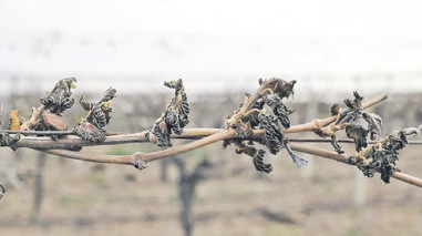 Tarımda iklim hasarı büyük! - Resim : 3